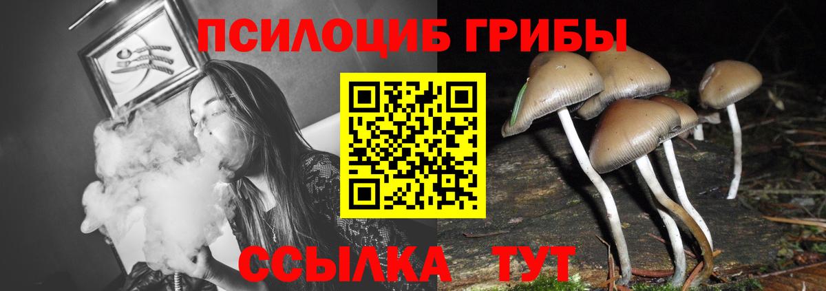 Ярославль  Галлюциногенные грибы прущие грибы  Вход с VPN 